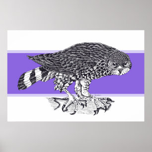 Schwarz-weiße Illustration des Sperberhabichts Poster