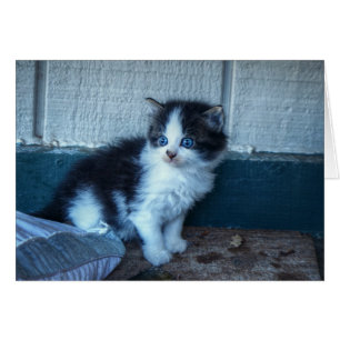 Schwarz + Weiße Kitte