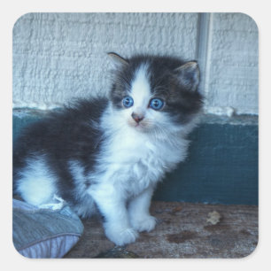 Schwarz + Weiße Kitte Quadratischer Aufkleber