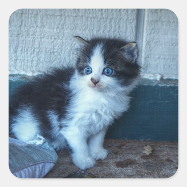 Schwarz + Weiße Kitte Quadratischer Aufkleber (Vorderseite)