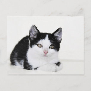 Schwarz-weiße, nachdenkliche Kitten Postkarte