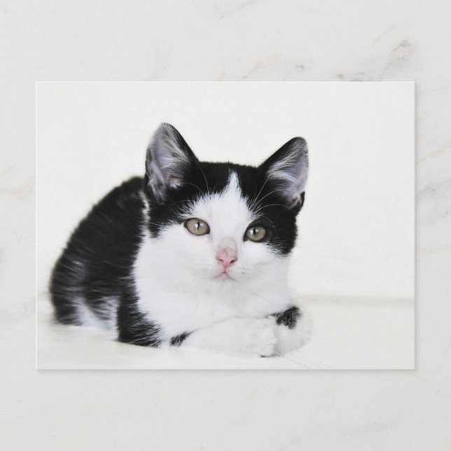 Schwarz-weiße, nachdenkliche Kitten Postkarte (Vorderseite)