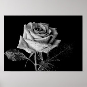 Schwarz-weiße Rose Poster
