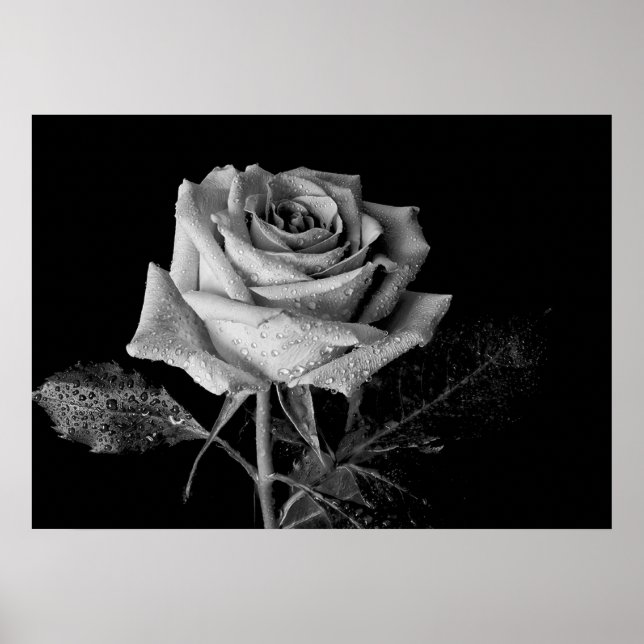 Schwarz-weiße Rose Poster (Vorne)