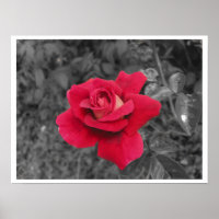 Schwarz-weiße Rote Rose Poster