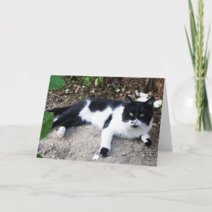 SCHWARZ-WEIßE TÜRKISCHE KATZE PIERO KARTE