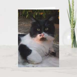 SCHWARZ-WEIßE TÜRKISCHE KATZE PIERO KARTE