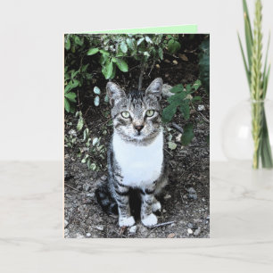 SCHWARZ-WEIßE TÜRKISCHE KATZE RONIN KARTE
