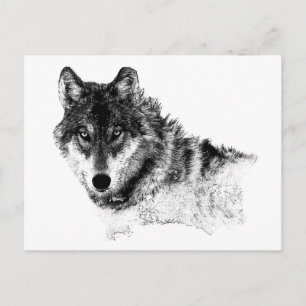 Schwarz-weiße Wolf-Augen Postkarte