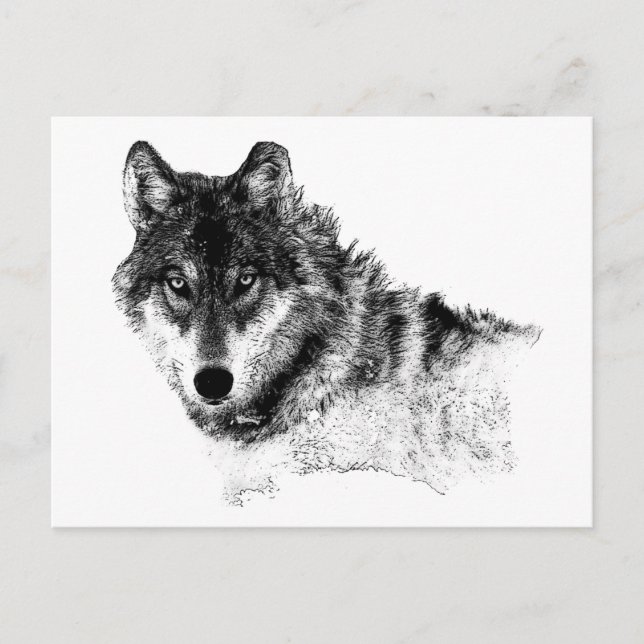 Schwarz-weiße Wolf-Augen Postkarte (Vorderseite)