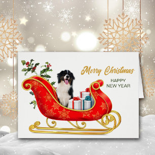 Schwarz-weißer Australischer Shepherd Christmas Sl