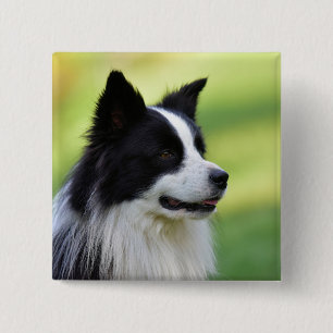 Schwarz-weißer Border Collie Hund Button