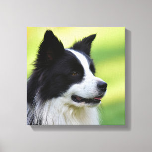 Schwarz-weißer Border Collie Hund Leinwanddruck