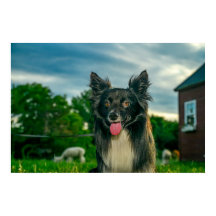 Schwarz-weißer Border Collie Hund