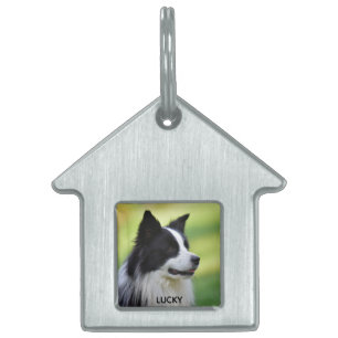 Schwarz-weißer Border Collie Hund Tiermarke