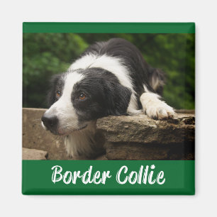 Schwarz-weißer Border Collie-Welpe grün Magnet