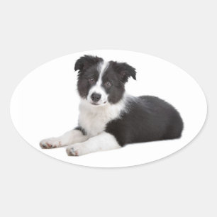 Schwarz-weißer Border Collie Welpe Hund Ovaler Aufkleber