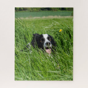 Schwarz-weißer Collie im Gras Puzzle