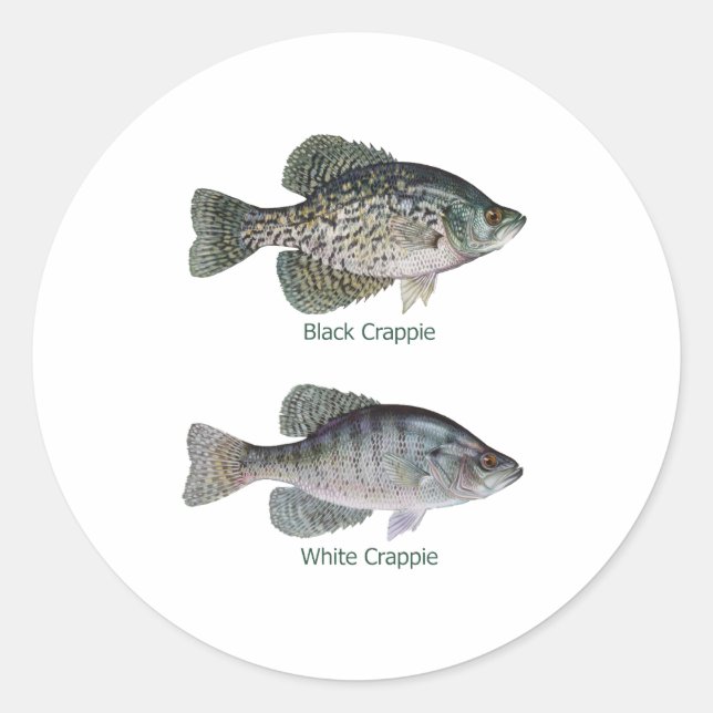 Schwarz-weißer Crappie (betitelt) Runder Aufkleber (Vorderseite)