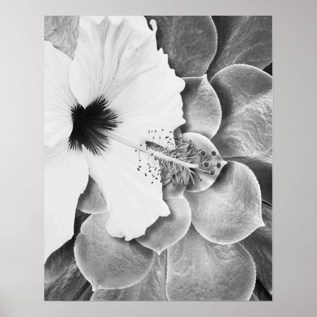 Schwarz-weißer Hibiskus Poster (Vorne)