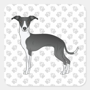 Schwarz-weißer Italienischer Windhund mit Pfoten Quadratischer Aufkleber
