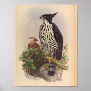 Schwarz-weißer Schöpfer Adler Bird Vintage Kunst Poster