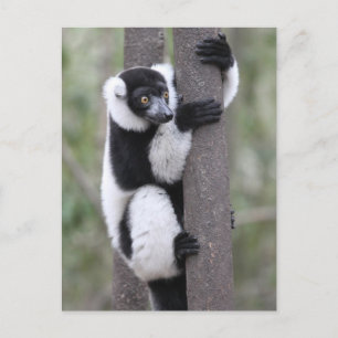 Schwarz-weißer Vari auf einem Baum Postkarte