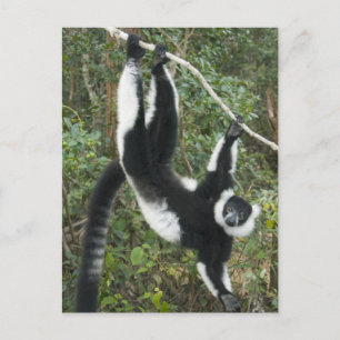Schwarz-weißer Vari, (Varecia Postkarte