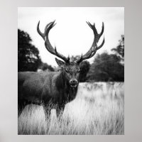 Schwarz-weißes Hirschhaus Dekorwald