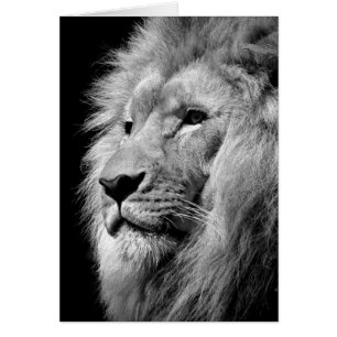 Schwarz-weißes Löwenportrait - Tierfotografie