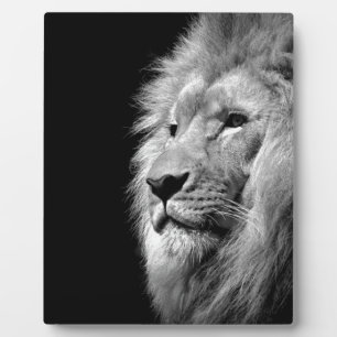 Schwarz-weißes Löwenportrait - Tierfotografie Fotoplatte