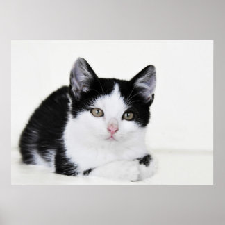 Schwarz-weißes, nachdenkliches Kitten Poster