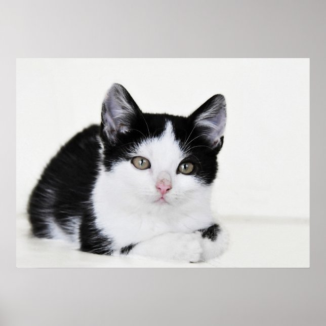 Schwarz-weißes, nachdenkliches Kitten Poster (Vorne)