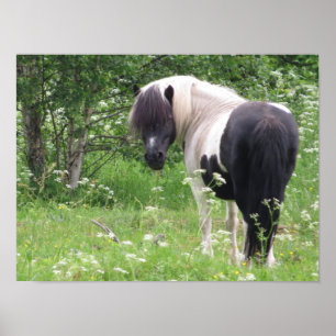 Schwarz-weißes Paint-Pony in Gras und Blumen Poster