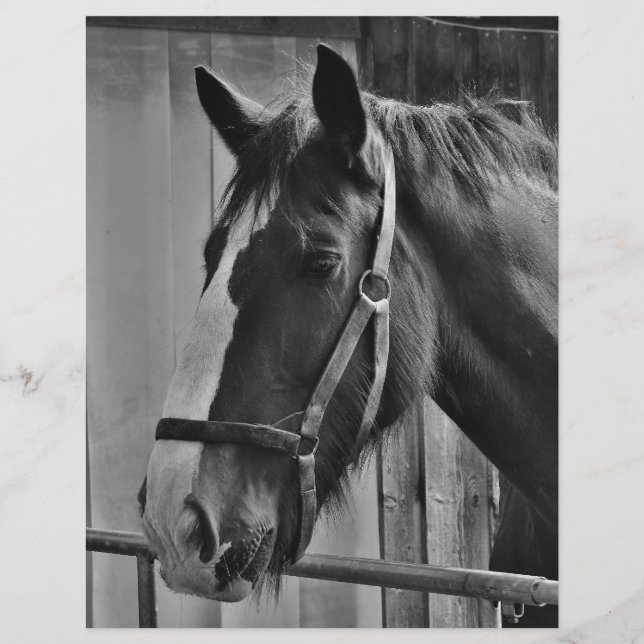 Schwarz-weißes Pferd - Tierfotografie (Vorderseite)