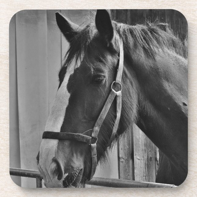 Schwarz-weißes Pferd - Tierfotografie Getränkeuntersetzer (Vorderseite)
