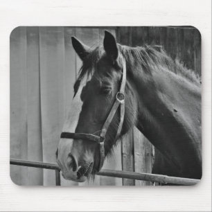 Schwarz-weißes Pferd - Tierfotografie Mousepad