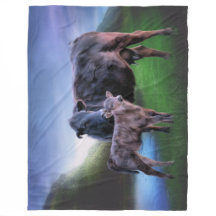 Schwarzangus-Kuh und Kalb