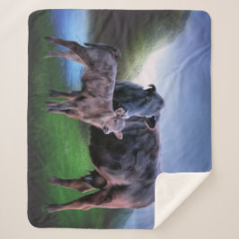 Schwarzangus-Kuh und Kalb Sherpadecke