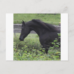 Schwarzarabischer Hengst Postkarte