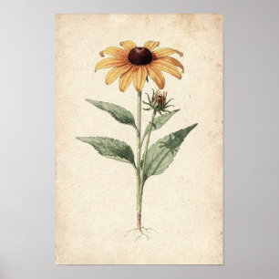 Schwarzaugige Susanne Botanische Studie auf Elfenb Poster