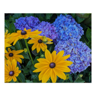 Schwarzaugige Susanne und Blaue Hortensien-Blumen Poster