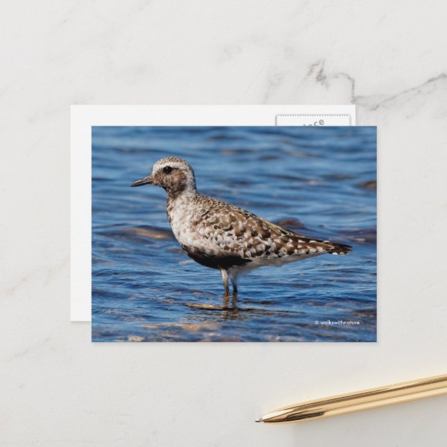 Schwarzbändiger Plover-Shorebird an der Küste Postkarte (Vorderseite/Rückseite Beispiel)