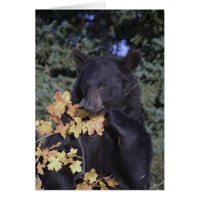 Schwarzbär (Vorne)