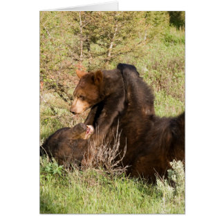 Schwarzbär