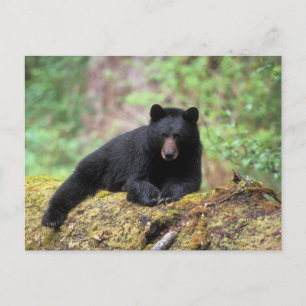 Schwarzbär auf einem alten Baumstamm in dem Postkarte