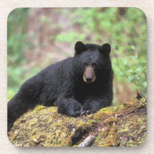 Schwarzbär auf einem alten Baumstamm in dem Untersetzer
