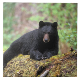 Schwarzbär auf einem alten Baumstamm in der Fliese