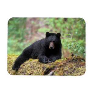 Schwarzbär auf einem alten Baumstamm in der Magnet