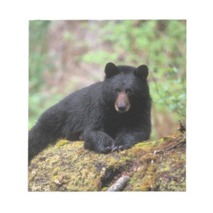 Schwarzbär auf einem alten Baumstamm in der Notizblock